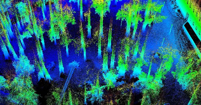 Point Cloud of a Forest captured by a Tersus MVP S1